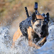 Illustration for article titled The Navy SEAL Team 6 Dog Is a Bigger Badass Than You